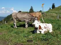 29: Weissenstein-29