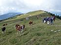 Chasseral-27